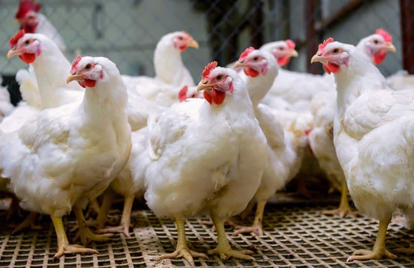 Top Recommendations For Growing Broilers During The Summer Season, Top Recommendations For Growing Broilers During The Summer Season
