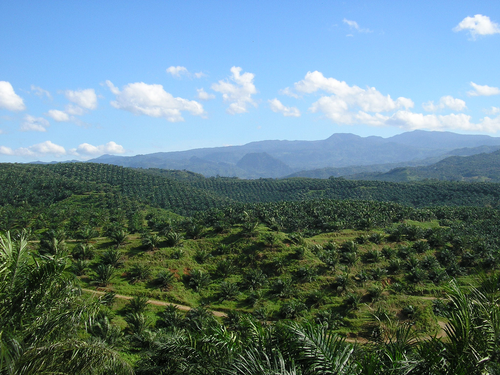Economic Importance Of Oil Palm Farming That You Never Knew, Economic Importance Of Oil Palm Farming That You Never Knew
