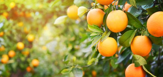 12 Amazing Health Benefits Of Sweet Orange That You Didn't Know, 12 Amazing Health Benefits Of Sweet Orange That You Didn&#8217;t Know