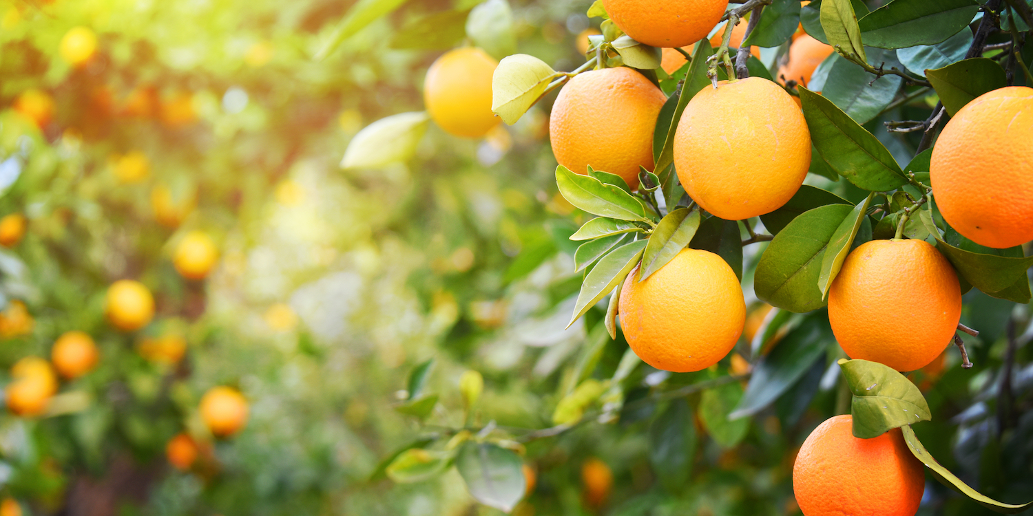 12 Amazing Health Benefits Of Sweet Orange That You Didn't Know, 12 Amazing Health Benefits Of Sweet Orange That You Didn&#8217;t Know