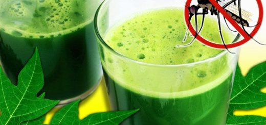 9 Health Benefits Of Papaya Leaf Juice That You Didn't Know, 9 Health Benefits Of Papaya Leaf Juice That You Didn&#8217;t Know