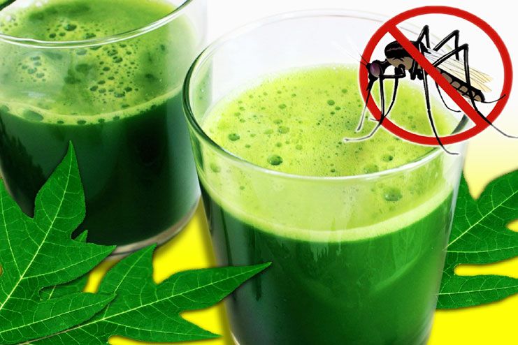 9 Health Benefits Of Papaya Leaf Juice That You Didn't Know, 9 Health Benefits Of Papaya Leaf Juice That You Didn&#8217;t Know