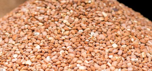 7 Amazing Health Benefits Of Sugary Brown Beans That You Need To Know, 7 Amazing Health Benefits Of Sugary Brown Beans That You Need To Know